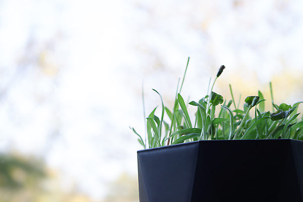 포토 JPG 해외이미지 식물 잎 재료 텍스트 자연 건강 사람없음 초록색 새싹 우주 봄 샐러드 성장 신선 냄비 소프트포커스 땅 유기농 원예 채소밭 채식주의자 카피스페이스 비건 해외포토 웰빙 계절 음식 컬러 밭 촬영기법 취미 공백 솥 생태계 채식 파일형식 이미지허브