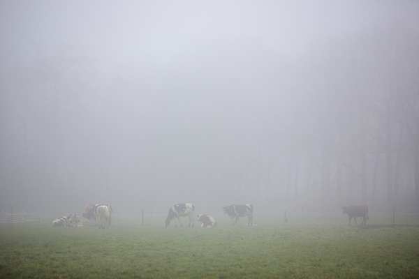 포토 JPG 해외이미지 나무 동물 계절 백그라운드 밭 자연 하늘 아침 풍경 초원 사람없음 야외 초록색 파란색 햇빛 뷰티 농장 농경지 노란색 일출 침묵 고요 안개 흰색 시골 소 방목 속도 네덜란드 뿌연 수평선 목가 해외포토 주간 식물 유럽 컬러 농업 포유류 날씨 태양 노을 소리 축산업 생태계 파일형식 이미지허브