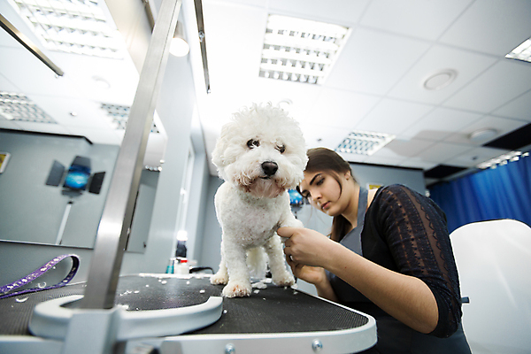 포토 JPG 해외이미지 여자 실내 한명 상반신 성인 옆모습 반려동물 개 강아지 돌봄 애견미용 성인여자한명만 해외포토 동물 1 뷰포인트 포유류 모션 사람 내부 뷰티 여자한명만 성인여자만 파일형식 이미지허브