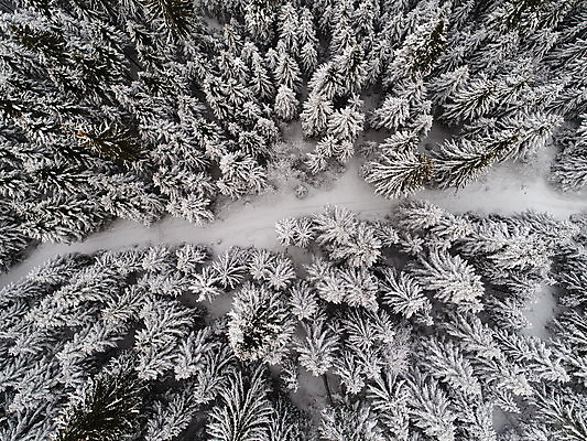 포토 JPG 해외이미지 나무 겨울 사람없음 야외 흰색 숲 항공촬영 눈내림 해외포토 식물 계절 뷰포인트 컬러 눈_날씨 파일형식 이미지허브