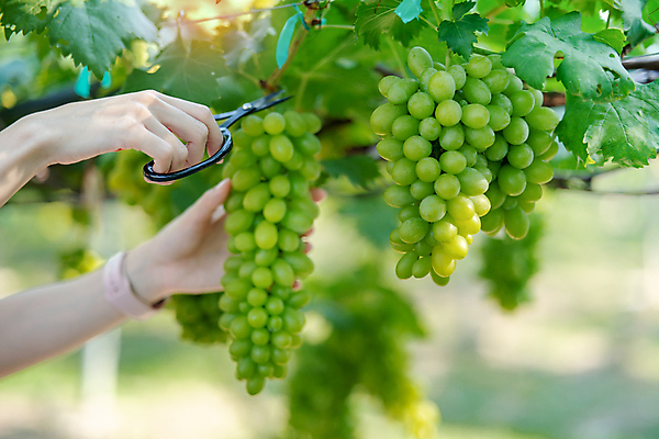 포토 JPG 해외이미지 식물 손 계절 여자 음식 밭 농업 과일 자연 포도 노동자 건강 사람 풍경 사람없음 빨간색 초록색 여름 농장 와인 보라색 수확 가을 시골 신선 업무 농부 다발 수집 유기농 포도밭 포도나무 내추럴 밭일 숙성 양조장 해외포토 직업 웰빙 산업 컬러 주류 신체부위 작업 과일나무 생태계 파일형식 이미지허브