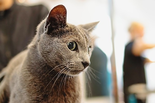 포토 JPG 해외이미지 한마리 응시 실내 사람 상반신 성인 아웃포커스 세명 귀여움 고양이 애견미용 애견미용사 성인만 해외포토 1 시선 컨셉 포유류 촬영기법 내부 반려동물 뷰티 미용사 파일형식 이미지허브