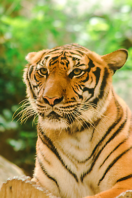 포토 JPG 해외이미지 동물 응시 얼굴 자연 사람없음 세트 달리기 뷰티 머리 고양이 중국 힘 놀람 줄무늬 분노 흰색 입 호랑이 닫기 치아 위험 큼 사파리 생물학 역동적 육식동물 사냥꾼 멸종 표범 노려봄 시베리아 웅장함 지옥 힘찬 해외포토 직업 시선 교육 감정 아시아 컬러 컨셉 무늬 포유류 모션 표정 신체부위 반려동물 소화기관 크기 생태계 파일형식 이미지허브