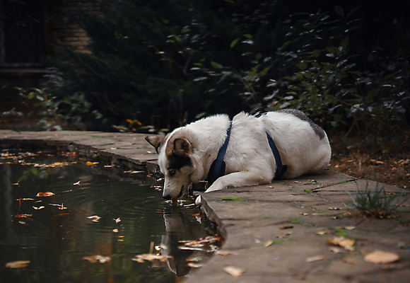 포토 JPG 해외이미지 동물 계절 포유류 주택 털 실내 사람없음 반려동물 눕기 쌓기 가축 흰색 붓 머리빗 개 모피 이발 청소 솜털 흙더미 보더콜리 몸단장 송곳니 양모 알레르기 삭제 다듬기 돌봄 위생관리 해외포토 컬러 모션 관리 내부 건물 흙 직물 미용용품 치아 질병 콜리 파일형식 더미 이미지허브