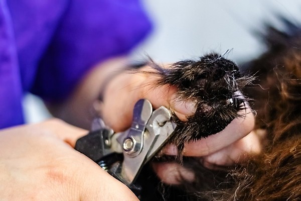 포토 JPG 해외이미지 한마리 손 실내 들기 아웃포커스 신체부위 잡기 강아지 개발바닥 발톱 발톱손질 애견미용 애견미용사 해외포토 1 모션 발 촬영기법 사람 내부 반려동물 뷰티 미용 개 미용사 발바닥 파일형식 이미지허브