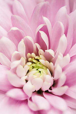 포토 JPG 해외이미지 식물 디자인 계절 꽃잎 꽃 분홍색 백그라운드 컨셉 꽃무늬 자연 추상 휴가 국화 미술 사람없음 빛 환경 보라색 봄 수확 성장 벚꽃 신선 신용카드 개화 선택 질감 복고 데이지 부드러움 내추럴 해외포토 컬러 무늬 농업 문화예술 금융 감각 생태계 파일형식 이미지허브