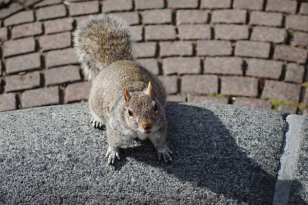 포토 JPG 해외이미지 동물 공원 야생동물 신체 포장 포유류 털 사람없음 야외 태양 머리 맑음 회색 도시 보행로 닫기 다람쥐 귀 해외포토 자연요소 공공시설 길 컬러 모션 날씨 신체부위 설치류 파일형식 이미지허브