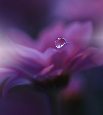 포토 JPG 해외이미지 식물 디자인 배너 꽃 백그라운드 꽃무늬 자연 벽지 추상 휴가 새로움 기념 사랑 미술 사람없음 장식 여름 파란색 컬러풀 뷰티 봄 낭만 덮개 벚꽃 물방울 축하 인사 신용카드 메뉴 데이지 캔버스 초대 파스텔톤 국경 해외포토 계절 감정 컬러 컨셉 무늬 문화예술 금융 뚜껑 예절 생태계 파일형식 이미지허브