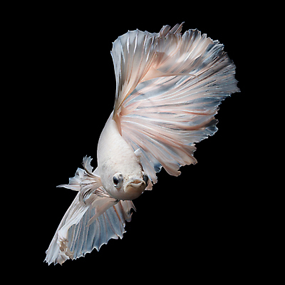 포토 JPG 해외이미지 한마리 검은배경 어류 사람없음 흰색 베타 해외포토 1 컬러 백그라운드 검은색 수중동물 파일형식 이미지허브