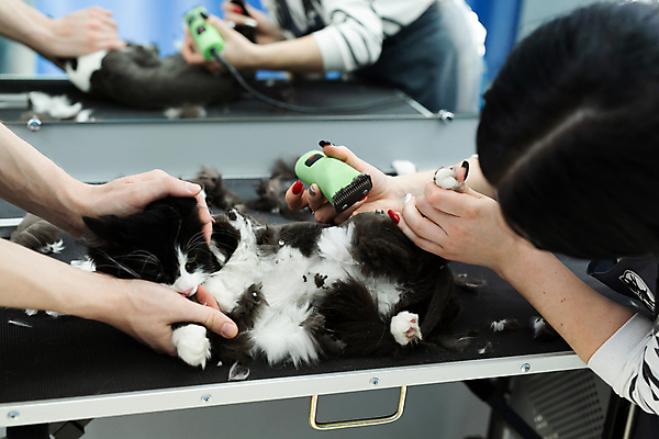 포토 JPG 해외이미지 손 여자 탁자 한명 상반신 성인 옆모습 신체부위 반려동물 고양이 잡기 돌봄 바리깡 애견미용 성인여자한명만 반려묘 해외포토 동물 1 뷰포인트 가구 포유류 모션 사람 뷰티 여자한명만 성인여자만 파일형식 이미지허브