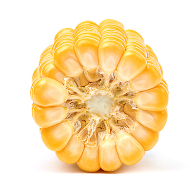 포토 JPG 해외이미지 식물 음식 조각 백그라운드 잎 농업 다이어트 채소 재료 자연 건강 옥수수 사람없음 초록색 농장 노란색 젖음 수확 껍질 신선 황금 달콤 맛 낟알 오브젝트 흰배경 유기농 알맹이 날것 내추럴 숙성 채식주의자 맛있는 해외포토 웰빙 산업 컬러 컨셉 곡류 흰색 생태계 채식 파일형식 이미지허브