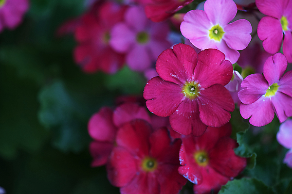 포토 JPG 해외이미지 꽃 백그라운드 사람없음 야외 아웃포커스 트렌드컬러 비바마젠타 해외포토 식물 컬러 촬영기법 파일형식 이미지허브