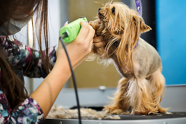 포토 JPG 해외이미지 여자 실내 한명 들기 상반신 성인 옆모습 반려동물 잡기 개 강아지 자르기 요크셔테리어 돌봄 바리깡 애견미용 성인여자한명만 해외포토 동물 1 뷰포인트 포유류 모션 사람 내부 뷰티 테리어 여자한명만 성인여자만 파일형식 이미지허브