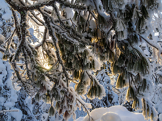 포토 JPG 해외이미지 나무 식물 계절 유럽 백그라운드 크리스마스 겨울 자연 표면 동화 날씨 휴가 풍경 사람없음 야외 목재 초록색 뷰티 냉동 얼음 침묵 추위 흰색 나뭇가지 시골 소나무 바늘 숲 12월 크리스탈 관목 서리 상록수 침엽수 전나무 자작나무 내추럴 눈내림 가문비나무 카피스페이스 해외포토 자연요소 기념일 나라 컬러 재료 눈_날씨 소리 공백 도구 날짜 광석 생태계 파일형식 이미지허브