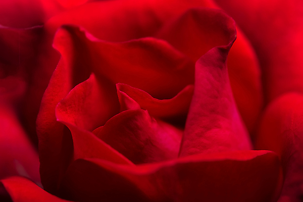 포토 JPG 해외이미지 꽃 백그라운드 자연 근접촬영 사람없음 빨간색 장미 해외포토 식물 뷰포인트 컬러 생태계 파일형식 이미지허브