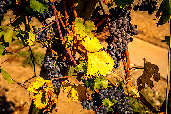 포토 JPG 해외이미지 포도 사람없음 와인 프랑스 시골 포도밭 해외포토 유럽 밭 과일 주류 파일형식 이미지허브