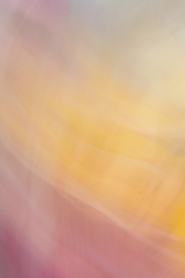 포토 JPG 해외이미지 디자인 배너 벽 분홍색 결혼 백그라운드 컨셉 패턴 자연 벽지 표면 추상 휴가 아이디어 발렌타인데이 사랑 미술 사람없음 장식 세로 빛 컬러풀 뷰티 장미 노란색 유행 스파 회색 낭만 수확 신용카드 우아함 달콤 소프트포커스 묘사 질감 캔버스 부드러움 상아 옛날 파스텔톤 카피스페이스 효과 해외포토 꽃 감정 컬러 무늬 농업 데이이벤트 문화예술 촬영기법 이벤트 금융 공백 감각 맛 생태계 파일형식 이미지허브