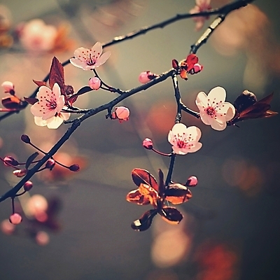 포토 JPG 해외이미지 나무 식물 계절 꽃잎 꽃 아시아 분홍색 백그라운드 자연 하늘 친절 새로움 건강 동양인 사람없음 빨간색 정원 일본 봄 벚꽃 흰색 나뭇가지 신선 개화 체리 소프트포커스 과수원 4월 묘사 원예 부드러움 내추럴 해외포토 나라 컬러 컨셉 농업 과일 촬영기법 인종 취미 감각 날짜 생태계 파일형식 이미지허브