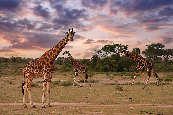 포토 JPG 해외이미지 동물 야생동물 여행 포유류 아프리카 자연 파노라마 국립공원 풍경 초원 사람없음 야외 관광지 환경 황무지 기린 사파리 생태계 서식지 내추럴 동물상 우간다 해외포토 공원 나라 촬영기법 조형물 파일형식 이미지허브