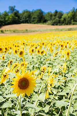 포토 JPG 해외이미지 주간 줄기 잎 꽃밭 해바라기 사람없음 야외 아웃포커스 숲 지평선 해외포토 자연요소 식물 꽃 촬영기법 파일형식 이미지허브