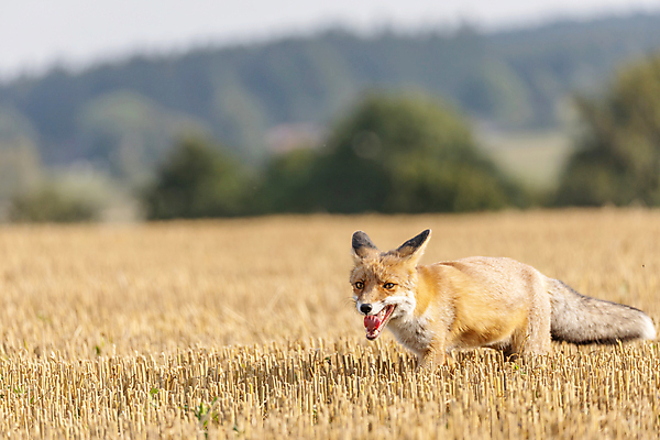 포토 JPG 해외이미지 주간 한마리 야생동물 입벌림 사람없음 야외 아웃포커스 여우 해외포토 자연요소 동물 1 포유류 촬영기법 표정 파일형식 이미지허브
