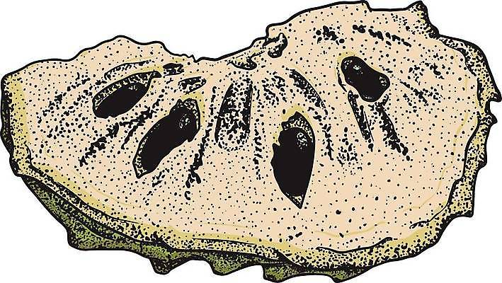 EPS 해외이미지 식물 음식 잎 농업 과일 일러스트 자연 디저트 건강 씨앗 세트 정원 수확 신선 달콤 사과 설탕 스케치 수집 메뉴 유기농 손그림 내추럴 이국적 채식주의자 현실 맛있는 해외일러스트 웰빙 산업 미술 맛 생태계 채식 파일형식 벡터 이미지허브