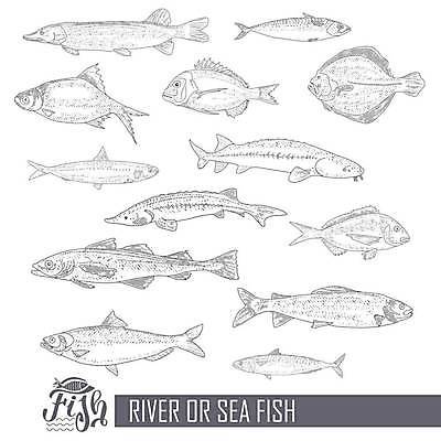 EPS 해외이미지 일러스트 종류 어류 사람없음 세트 다양 빈티지 라인아트 해산물 도미 고등어 가자미 대구 송어 청어 철갑상어 해외202309 해외일러스트 선 다수 컨셉 수중동물 민물고기 파일형식 벡터 이미지허브