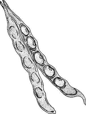 EPS 해외이미지 식물 손 커피 음료 음식 백그라운드 잎 농업 다이어트 채소 과일 일러스트 재료 자연 아침 새로움 콩 건조 건강 씨앗 목재 농작물 컴퓨터 쌓기 식사 소리 카페 그룹 사발 정상 낟알 굽기 오브젝트 날것 오디오 에스프레소 스테레오 흙더미 내추럴 채식주의자 맛있는 해외일러스트 주간 나무 산업 컨셉 모션 곡류 신체부위 전자제품 상점 흙 사기그릇 구이 생태계 채식 파일형식 벡터 더미 이미지허브