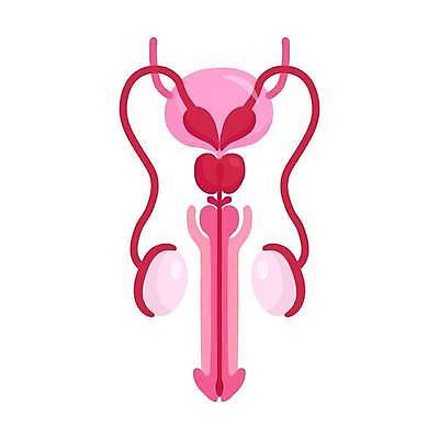 EPS 해외이미지 분홍색 일러스트 단면 사람없음 생식기관 남성생식기 해외일러스트 컬러 장기_의학 파일형식 벡터 이미지허브