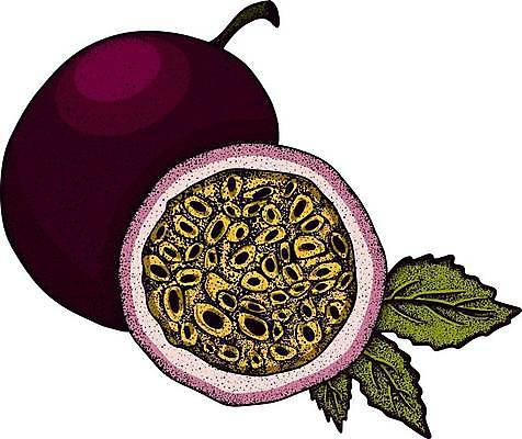 EPS 해외이미지 식물 라이프스타일 음식 조각 잎 과일 일러스트 재료 자연 디저트 건강 세트 라벨 보라색 수확 나뭇가지 신선 달콤 맛 스케치 자르기 수집 먹기 메뉴 그림 유기농 열정 손그림 고립 숙성 이국적 채식주의자 디테일 비건 해외일러스트 나무 웰빙 감정 컬러 컨셉 농업 모션 프레임 미술 생활 생태계 채식 파일형식 벡터 이미지허브