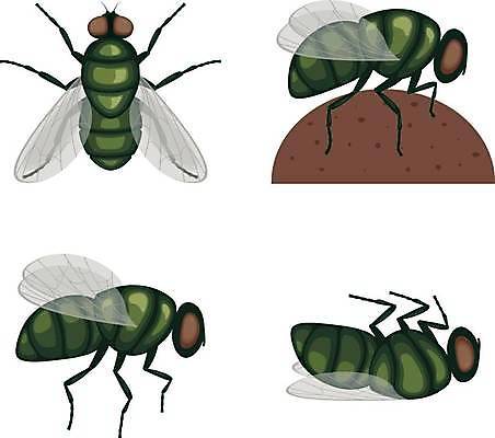 EPS 해외이미지 동물 디자인 야생동물 곤충 백그라운드 날개 일러스트 자연 주택 앉기 그래픽 빨간색 초록색 픽토그램 노란색 활발 흰색 황금 닫기 해충 벌레 작음 큼 무서움 싱글 코 생물학 내추럴 고립 넘어짐 해외일러스트 교육 감정 컬러 컨셉 모션 건물 신체부위 크기 생태계 파일형식 벡터 이미지허브