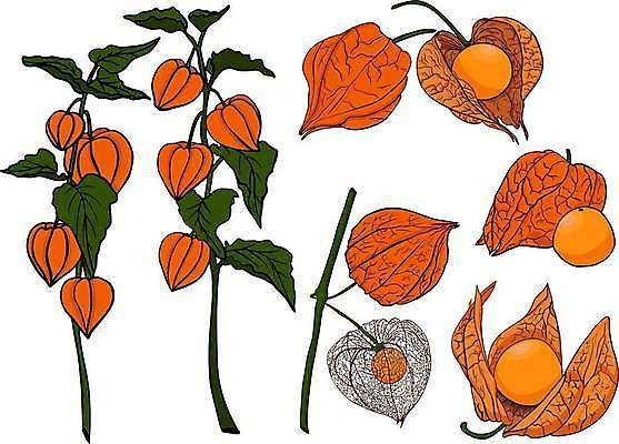 EPS 해외이미지 식물 손 디자인 계절 선 음식 백그라운드 잎 꽃무늬 다이어트 토마토 과일 일러스트 자연 건강 미술 그래픽 세트 갈색 정원 나뭇가지 신선 얼룩 황금 스케치 수집 그림 유기농 손그림 내추럴 해외일러스트 나무 웰빙 꽃 컬러 무늬 채소 문화예술 신체부위 생태계 파일형식 벡터 이미지허브