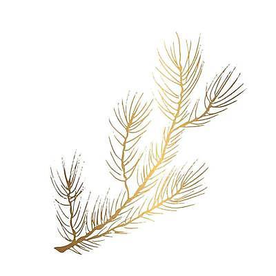 EPS 해외이미지 나무 식물 손 디자인 배너 행복 실루엣 백그라운드 잎 크리스마스 겨울 패턴 일러스트 자연 추상 휴가 미술 장식 파티 3D 수확 흰색 나뭇가지 소나무 화려 황금 오브젝트 질감 복고 상록수 전나무 내추럴 고립 그런지 엘리먼트 가문비나무 현실 국경 해외일러스트 계절 기념일 감정 컬러 컨셉 무늬 농업 문화예술 촬영기법 이벤트 신체부위 디지털합성 생태계 파일형식 벡터 이미지허브