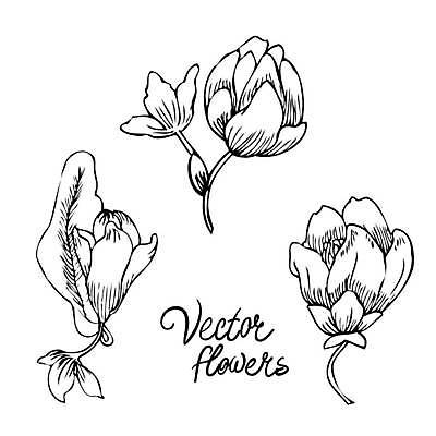 EPS 해외이미지 식물 손 디자인 꽃잎 꽃 실루엣 종이 백그라운드 꽃무늬 패턴 일러스트 자연 잉크 미술 그래픽 장식 연필 펜 정원 수확 벚꽃 나뭇가지 우아함 스케치 심볼 싱글 그림 복고 판화 고립 바로크 엘리먼트 옛날 타격 디테일 해외일러스트 나무 컨셉 무늬 농업 모션 문화예술 학용품 촬영기법 신체부위 필기구 생태계 파일형식 벡터 이미지허브