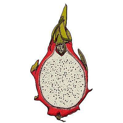 EPS 해외이미지 식물 디자인 아시아 음식 조각 다이어트 과일 일러스트 재료 태국 자연 디저트 건강 동양인 세트 주스 흰색 용 신선 달콤 맛 낙서 스케치 메뉴 유기농 날것 손그림 내추럴 고립 숙성 이국적 채식주의자 맛있는 해외일러스트 웰빙 나라 음료 컬러 컨셉 미술 인종 생태계 채식 파일형식 벡터 이미지허브