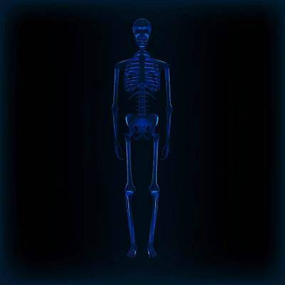 EPS 해외이미지 교육 남자 과학 백그라운드 신체 일러스트 해부 뼈 골격 엑스레이 건강 사람 그래픽 파란색 세트 약 3D 검은색 광선 X 가득함 척추 생물학 고립 궤 해골모형 해외일러스트 알파벳 컬러 의학 모형 디지털합성 파일형식 벡터 이미지허브