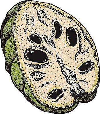 EPS 해외이미지 식물 음식 잎 농업 과일 일러스트 자연 디저트 건강 씨앗 세트 정원 수확 신선 달콤 사과 설탕 스케치 수집 메뉴 유기농 손그림 내추럴 이국적 채식주의자 현실 맛있는 해외일러스트 웰빙 산업 미술 맛 생태계 채식 파일형식 벡터 이미지허브