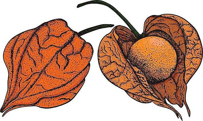 EPS 해외이미지 식물 손 디자인 계절 선 음식 백그라운드 잎 꽃무늬 다이어트 토마토 과일 일러스트 자연 건강 미술 그래픽 세트 갈색 정원 나뭇가지 신선 얼룩 황금 스케치 수집 그림 유기농 손그림 내추럴 해외일러스트 나무 웰빙 꽃 컬러 무늬 채소 문화예술 신체부위 생태계 파일형식 벡터 이미지허브