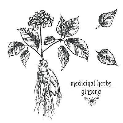 EPS 해외이미지 잎 일러스트 사람없음 빈티지 인삼 스케치 라인아트 손그림 인삼꽃 해외일러스트 식물 꽃 선 컨셉 미술 삼 파일형식 벡터 이미지허브