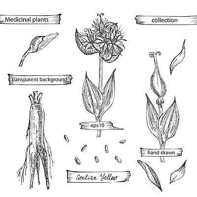 EPS 해외이미지 꽃 잎 일러스트 씨앗 사람없음 빈티지 스케치 라인아트 뿌리 손그림 용담목 해외일러스트 식물 선 컨셉 미술 파일형식 벡터 이미지허브