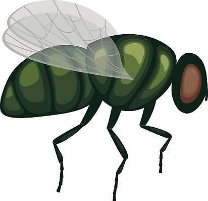 EPS 해외이미지 동물 디자인 야생동물 곤충 백그라운드 날개 일러스트 자연 주택 앉기 그래픽 빨간색 초록색 픽토그램 노란색 활발 흰색 황금 닫기 해충 벌레 작음 큼 무서움 싱글 코 생물학 내추럴 고립 넘어짐 해외일러스트 교육 감정 컬러 컨셉 모션 건물 신체부위 크기 생태계 파일형식 벡터 이미지허브