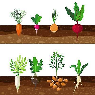 EPS 해외이미지 잎 일러스트 양파 감자 사람없음 농작물 농장 농사 당근 무 비트 적환무 해외일러스트 식물 농업 채소 뿌리채소 파일형식 벡터 이미지허브