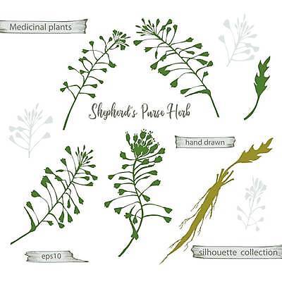 EPS 해외이미지 꽃 잎 일러스트 사람없음 초록색 스케치 뿌리 손그림 냉이 해외일러스트 식물 컬러 채소 미술 파일형식 벡터 이미지허브