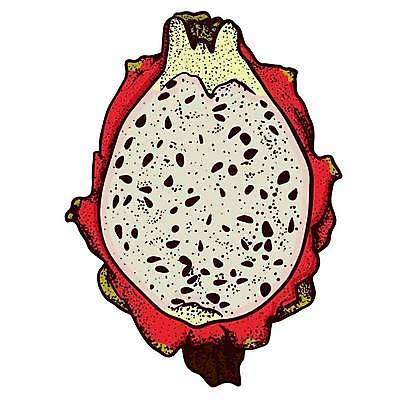 EPS 해외이미지 식물 디자인 아시아 음식 조각 다이어트 과일 일러스트 재료 태국 자연 디저트 건강 동양인 여름 세트 주스 흰색 용 신선 달콤 맛 낙서 스케치 메뉴 유기농 날것 손그림 비타민 내추럴 고립 숙성 이국적 채식주의자 맛있는 해외일러스트 웰빙 계절 나라 음료 컬러 컨셉 미술 인종 생태계 채식 영양소 파일형식 벡터 이미지허브