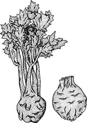 EPS 해외이미지 식물 손 디자인 배너 선 음식 백그라운드 농업 채소 일러스트 재료 자연 표시 추상 건강 요리 미술 그래픽 장식 초록색 여름 세트 농장 주방 정원 샐러드 신선 시장 낙서 인쇄 스케치 허브 오브젝트 메뉴 그림 유기농 양배추 채식주의자 힙스터 비건 국경 해외일러스트 웰빙 계절 패션 산업 컬러 무늬 문화예술 신체부위 생태계 채식 파일형식 벡터 이미지허브