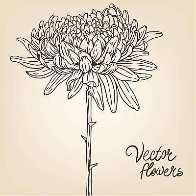 EPS 해외이미지 식물 손 디자인 꽃잎 꽃 실루엣 종이 백그라운드 꽃무늬 패턴 일러스트 자연 잉크 미술 그래픽 장식 연필 펜 정원 수확 벚꽃 나뭇가지 우아함 스케치 심볼 싱글 그림 복고 판화 고립 바로크 엘리먼트 옛날 타격 디테일 해외일러스트 나무 컨셉 무늬 농업 모션 문화예술 학용품 촬영기법 신체부위 필기구 생태계 파일형식 벡터 이미지허브