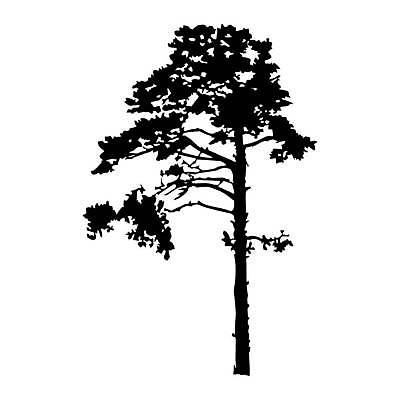 EPS 해외이미지 모양 나무 식물 1 디자인 실루엣 줄기 패턴 일러스트 자연 산 목재 그래픽 장식 검은색 나뭇가지 소나무 플랫 고독 숲 큼 스케치 오브젝트 싱글 흰배경 윤곽 상록수 침엽수 전나무 고립 삼나무 수목 엘리먼트 진짜 가문비나무 현실 해외일러스트 감정 컬러 백그라운드 무늬 재료 촬영기법 미술 흰색 크기 생태계 파일형식 벡터 이미지허브
