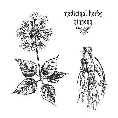 EPS 해외이미지 잎 일러스트 사람없음 빈티지 인삼 스케치 라인아트 손그림 인삼꽃 해외일러스트 식물 꽃 선 컨셉 미술 삼 파일형식 벡터 이미지허브
