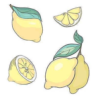 EPS 해외이미지 잎 일러스트 단면 사람없음 세트 노란색 레몬 그림 해외일러스트 식물 컬러 과일 파일형식 벡터 이미지허브