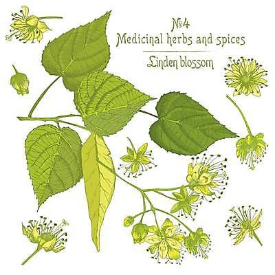 EPS 해외이미지 꽃 잎 일러스트 사람없음 초록색 스케치 손그림 보리수 해외일러스트 식물 열매 컬러 미술 파일형식 벡터 이미지허브